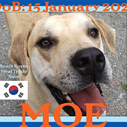 Photo of MOE - South Korean Meat Trade Save - $350