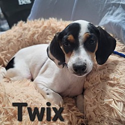Photo of Twix