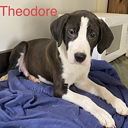Photo of Theodore