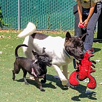 adopt a pet
