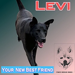 Thumbnail photo of Levi #1