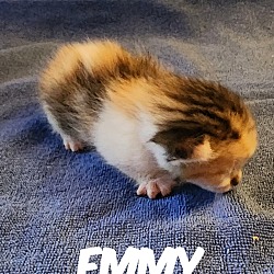 Thumbnail photo of Emmy #2