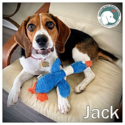 Thumbnail photo of JACK #1