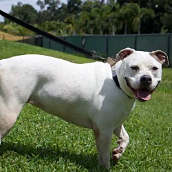 Thumbnail photo of Tika-$50 Adoption Fee - Well behaved! #2