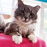 adopt a pet