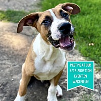adopt a pet