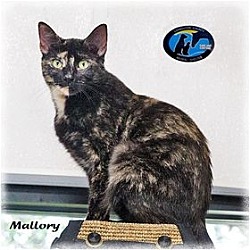 Thumbnail photo of Mallory #1