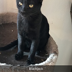 Thumbnail photo of Blackjack #1