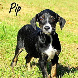 Thumbnail photo of Pip~adopted! #2