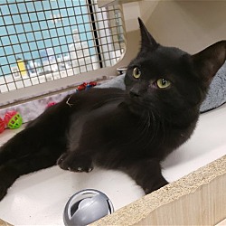 Photo of Noche - adopted!!