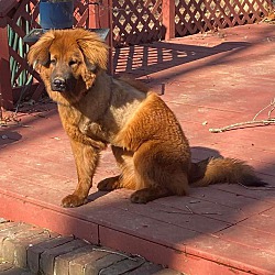Photo of Tangerine