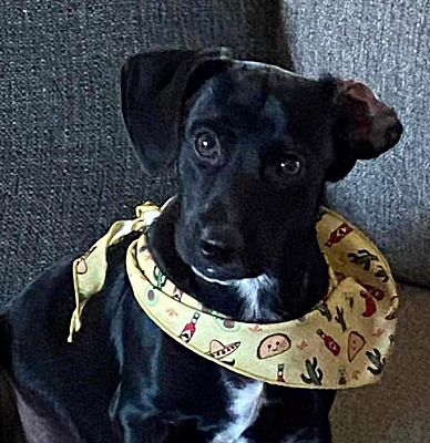 Pittsburgh, PA - Dachshund/Labrador Retriever. Meet Bernie a Pet for ...