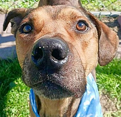 Boulder, CO - Catahoula Leopard Dog/Redbone Coonhound. Meet Gabriel a ...