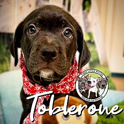 Thumbnail photo of Toblerone (Tobi) Coco Puff #1