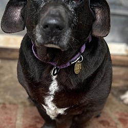 Photo of Midnight- SWEET COUCH POTATO