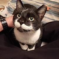 adopt a pet