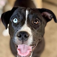 adopt a pet