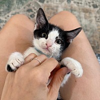 adopt a pet