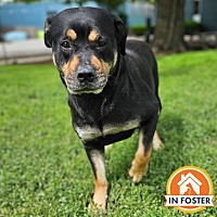 adopt a pet