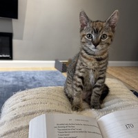 adopt a pet
