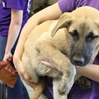 adopt a pet