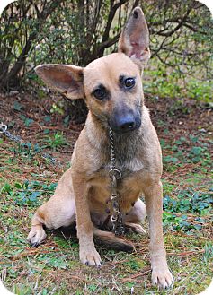 carolina shepherd mix