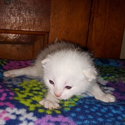 Photo of White Kitten
