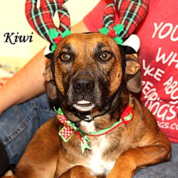 Thumbnail photo of Kiwi ~ adopted! #1