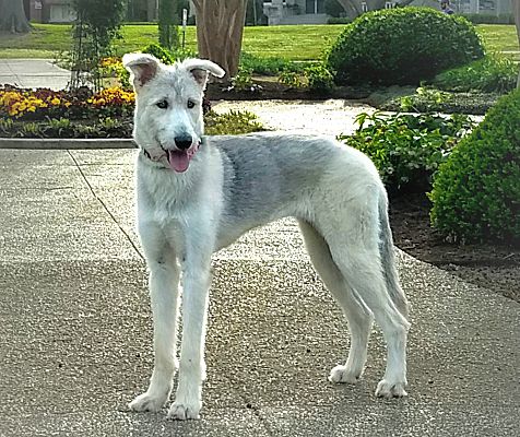 owning an irish wolfhound