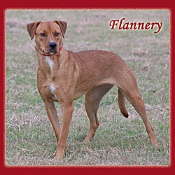 Photo of Flannery