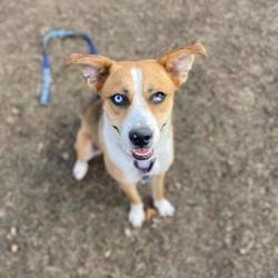 Puppies For Sale In Oshkosh Wisconsin Adoptapet Com