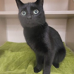 Photo of Stray hold