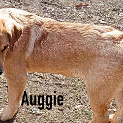 Photo of Auggie