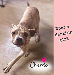 Thumbnail photo of Cherrie #3