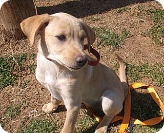 Morristown, TN - Labrador Retriever. Meet Shelby a Pet for ...