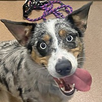 adopt a pet