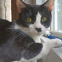 adopt a pet