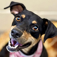 adopt a pet