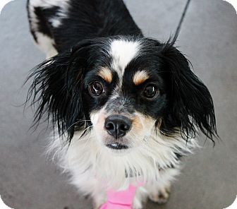 border collie cavalier mix