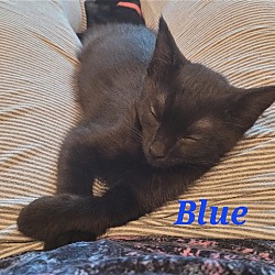Photo of Blue