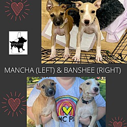 Photo of Macha & Banshee