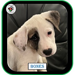 Thumbnail photo of Bones - ADOPTED!!! #3