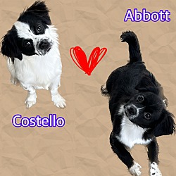 Photo of Abbott & Costello