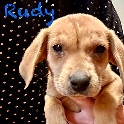 Thumbnail photo of Rudy #4