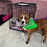 adopt a pet