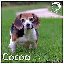 Thumbnail photo of Cocoa II #1