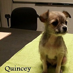 Thumbnail photo of Quincey #3