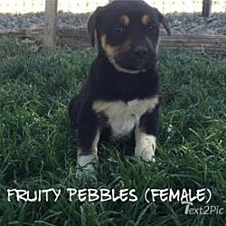 Thumbnail photo of Fruity Pebbles #1