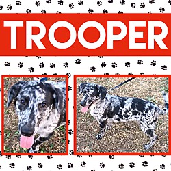 Photo of Trooper