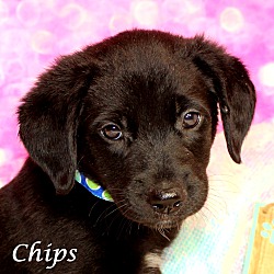 Thumbnail photo of Chips~adopted! #1